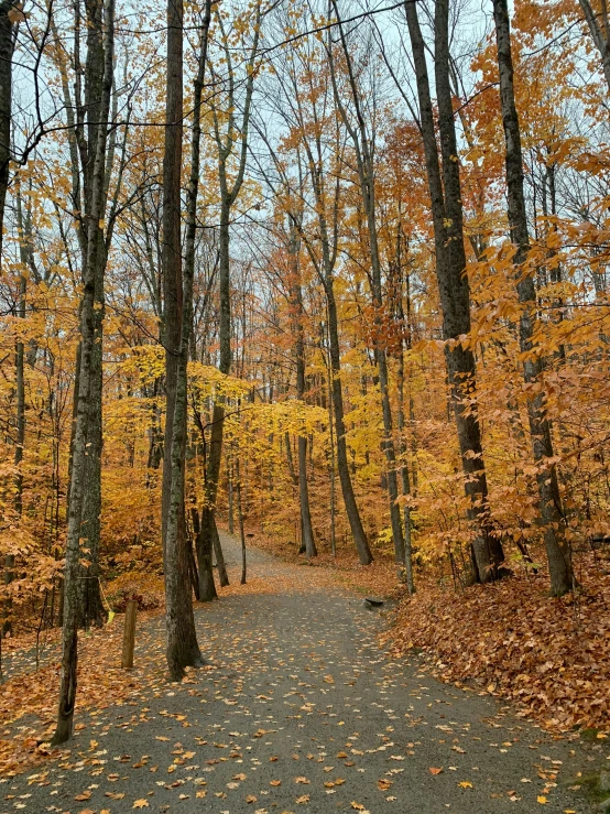 an old walk way in the fall surrounded by many trees