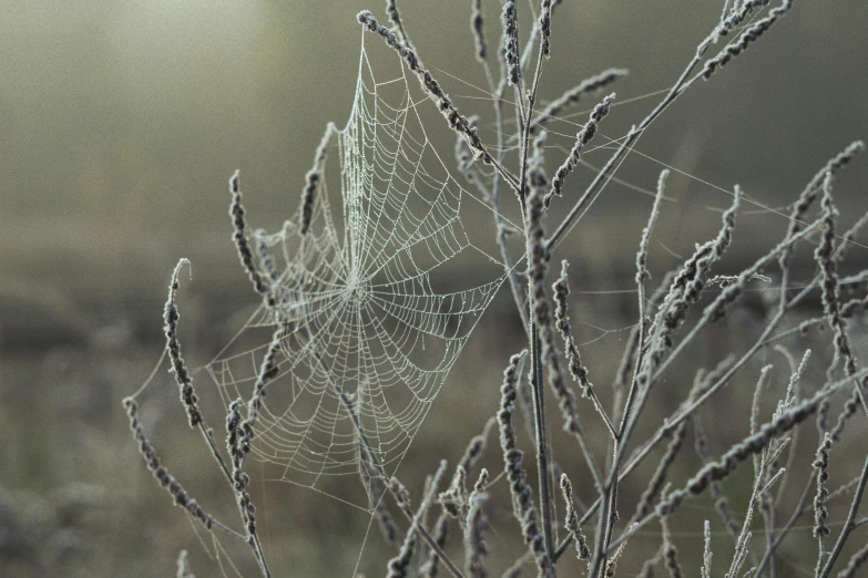 a small web of spiderwerts sits on a plant