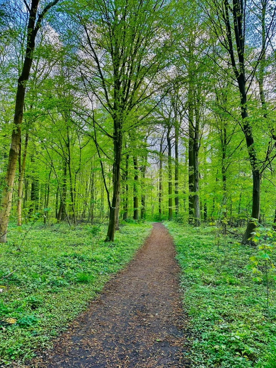 a dirt path running through a forest with trees