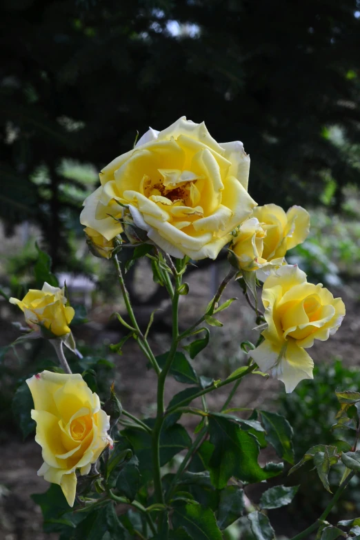 a bush of yellow roses blooming in a forest