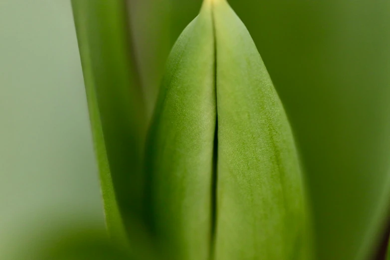 the plant is very thin and has small leaves