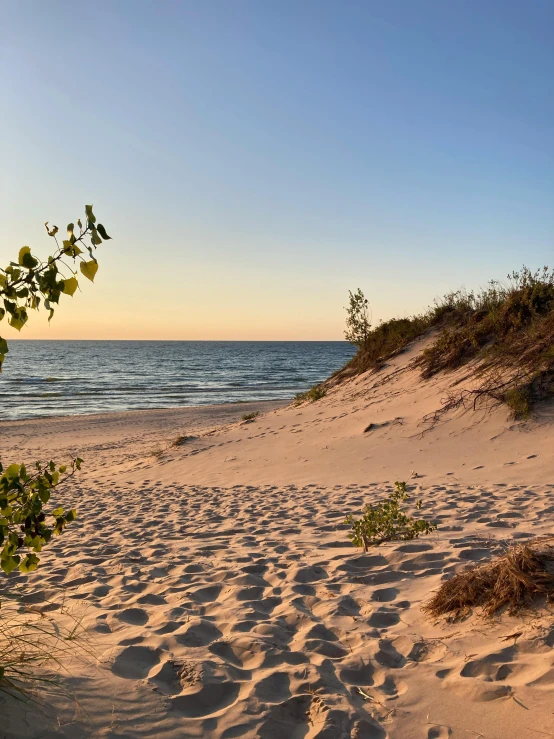 a beach with sand and shrubs at sunset