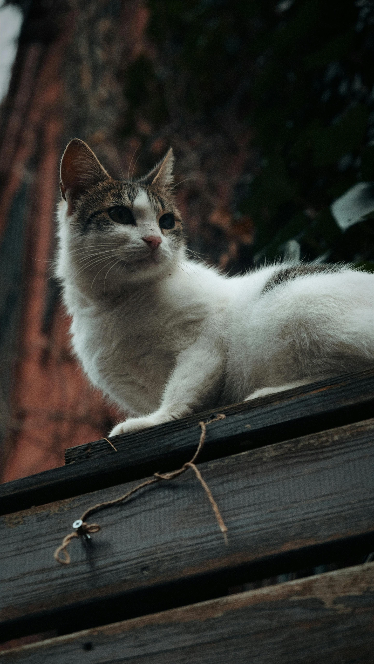 a cat laying down on top of a wooden bench