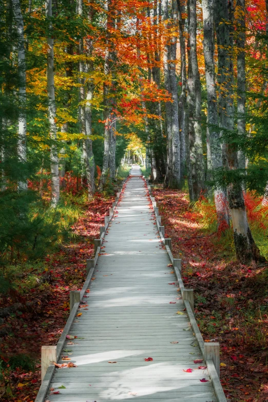 a boardwalk going down a small pathway surrounded by colorful leaves