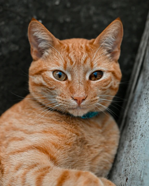 an orange cat has blue eyes and is resting