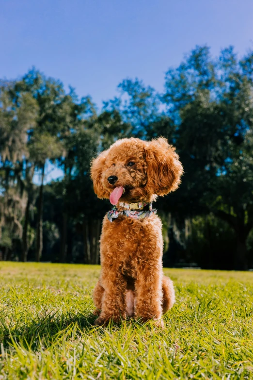 a red poodle in a grassy field sits with it's tongue out