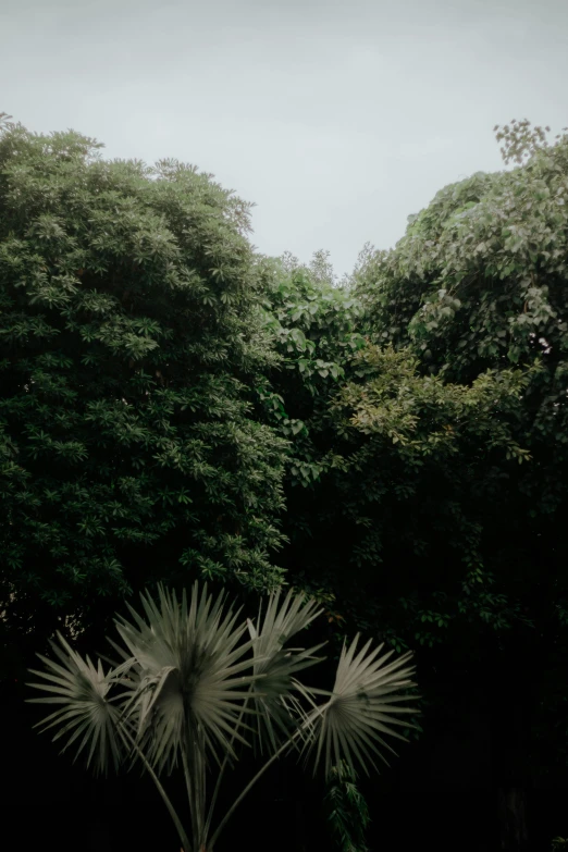 a couple of palm trees are in the grass