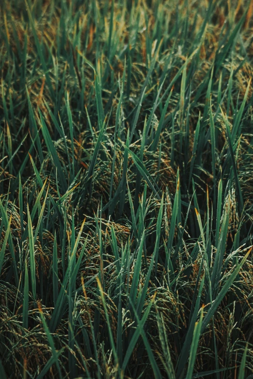 green grass is almost hidden from the sun in the daytime