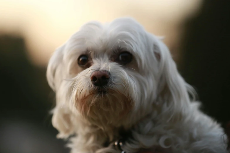 a close up of a white dog with a collar on