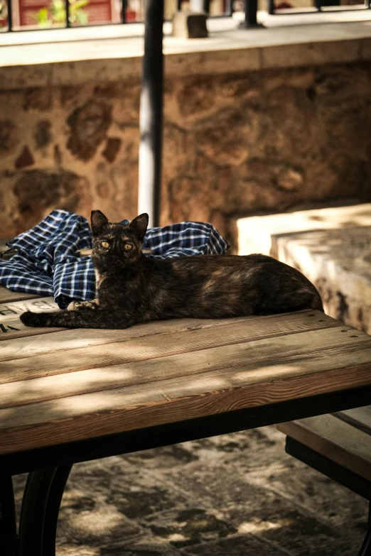 cat laying down on table outside near wall and window