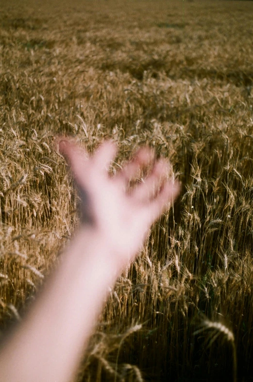 a hand reaching out into the distance in a wheat field