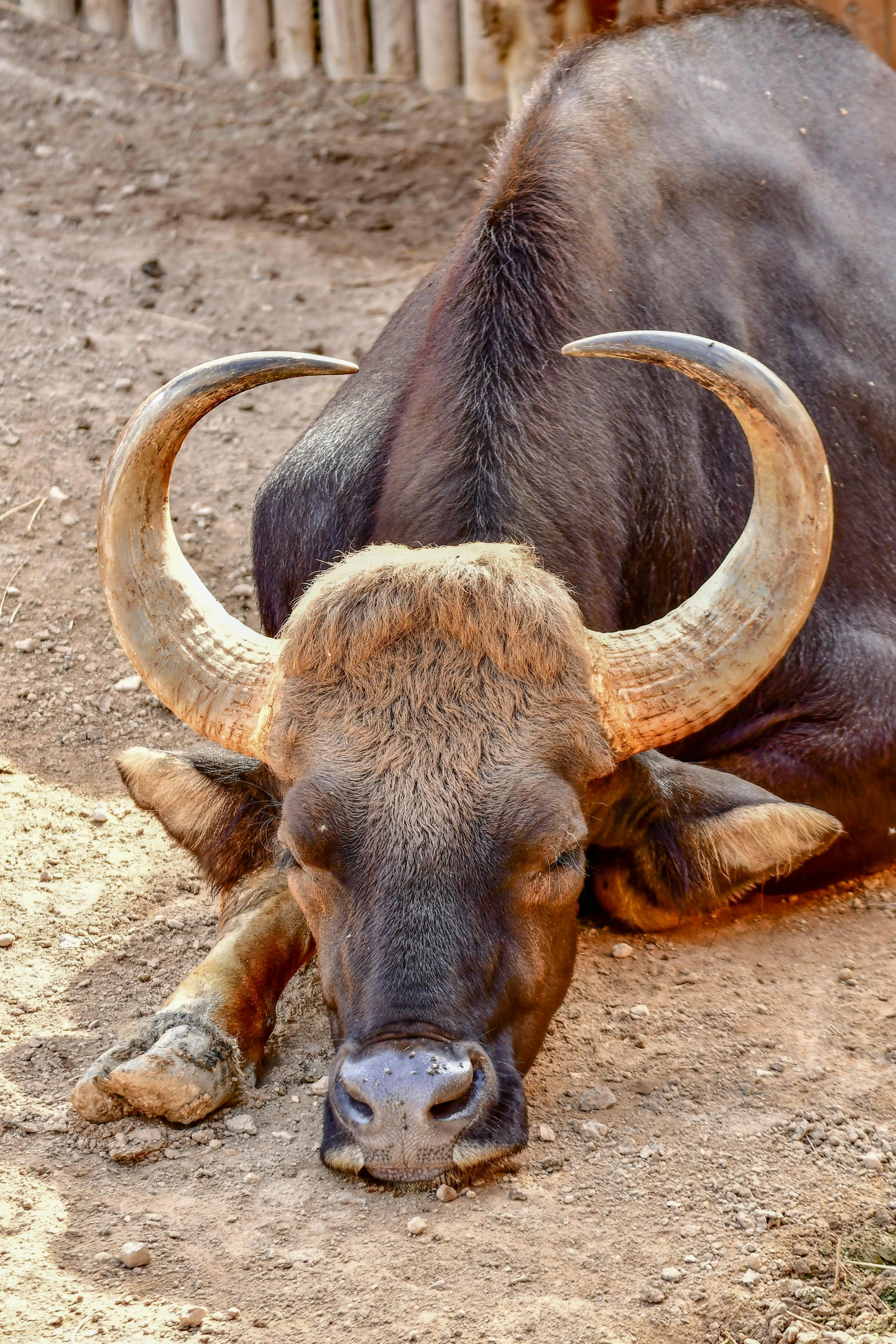 a bull lying down on a dirt ground