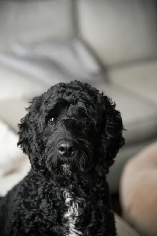 a black dog sits in a room with two walls