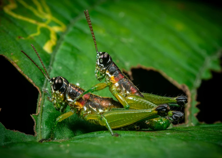 a group of bugs sit on top of a leaf