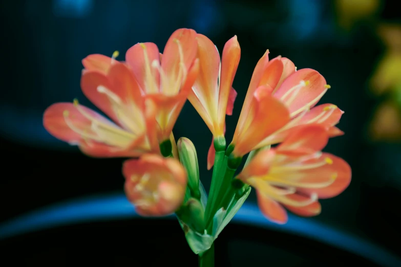 this is a flower on a stem that is very colorful