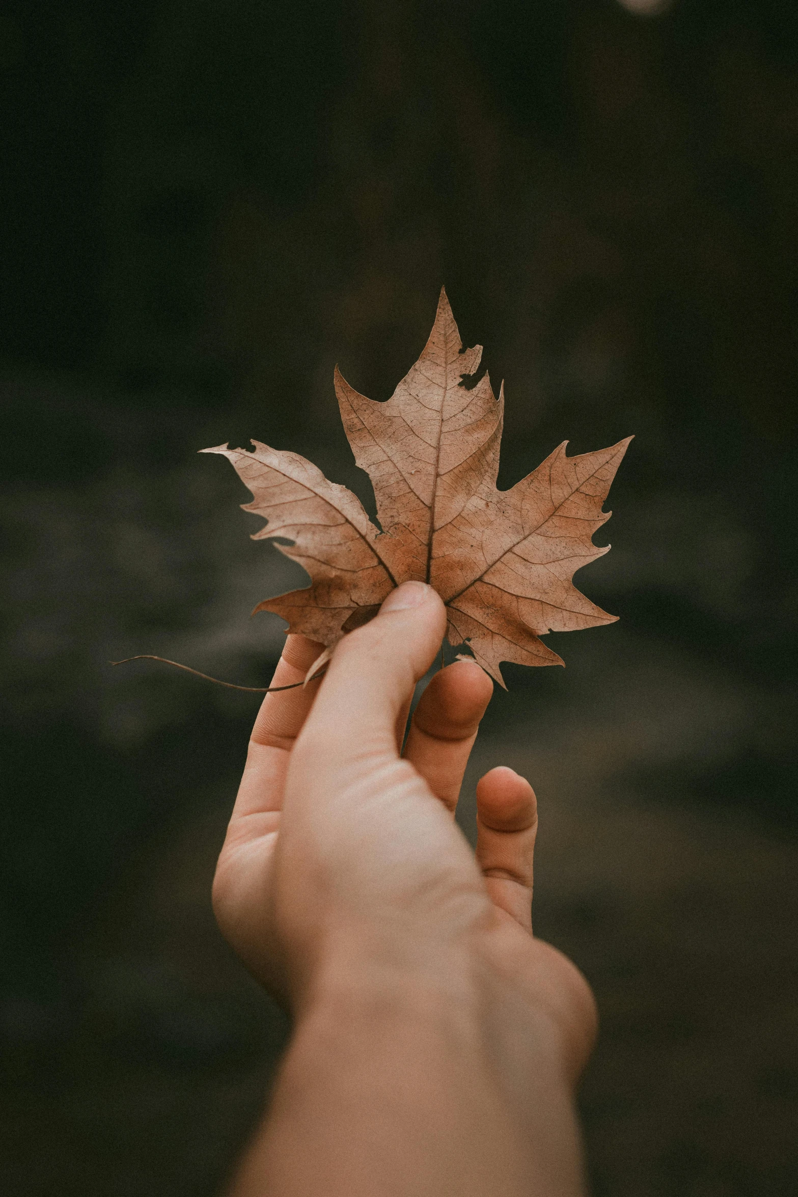 person holding up a leaf in their hand