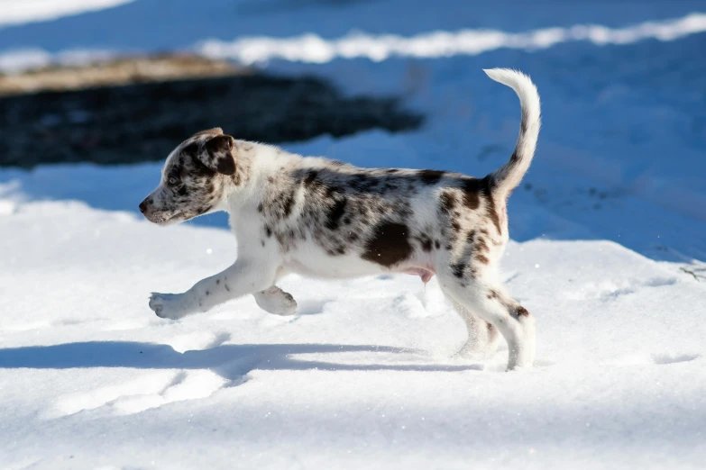 a puppy is running on the snow with a frisbee