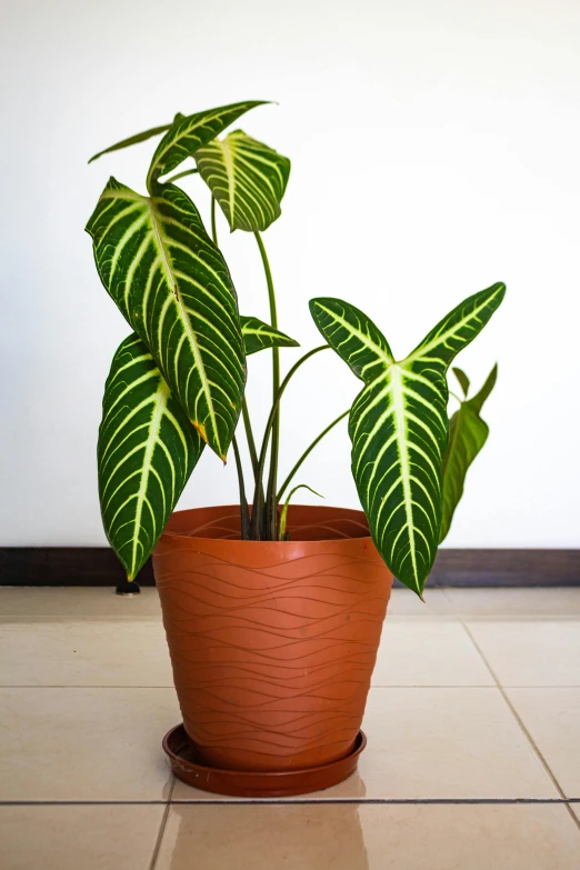 a plant in a brown pot on a white floor