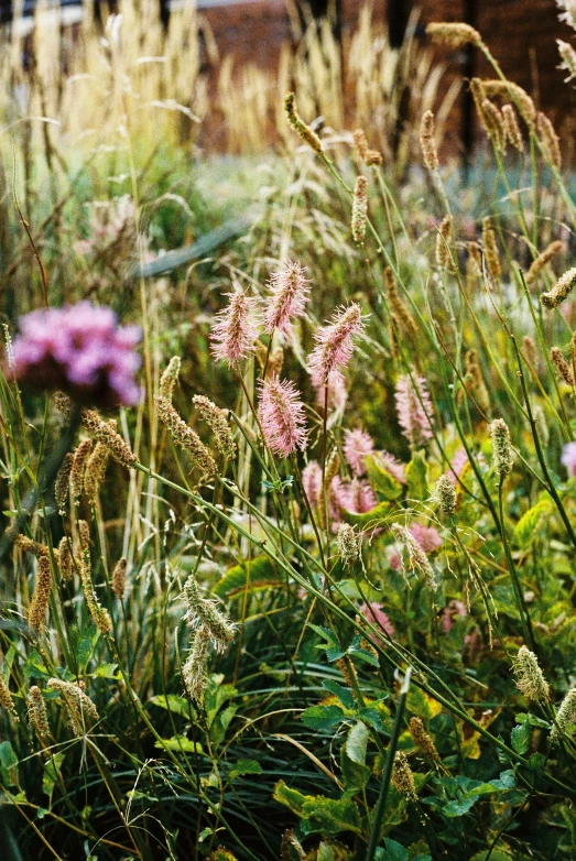 some pink and yellow wild flowers in the grass