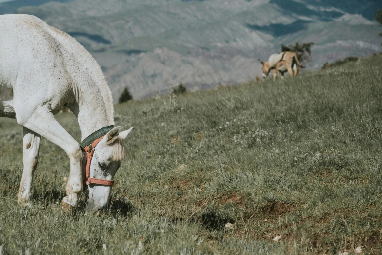 a white horse with brown bridles grazing on grass