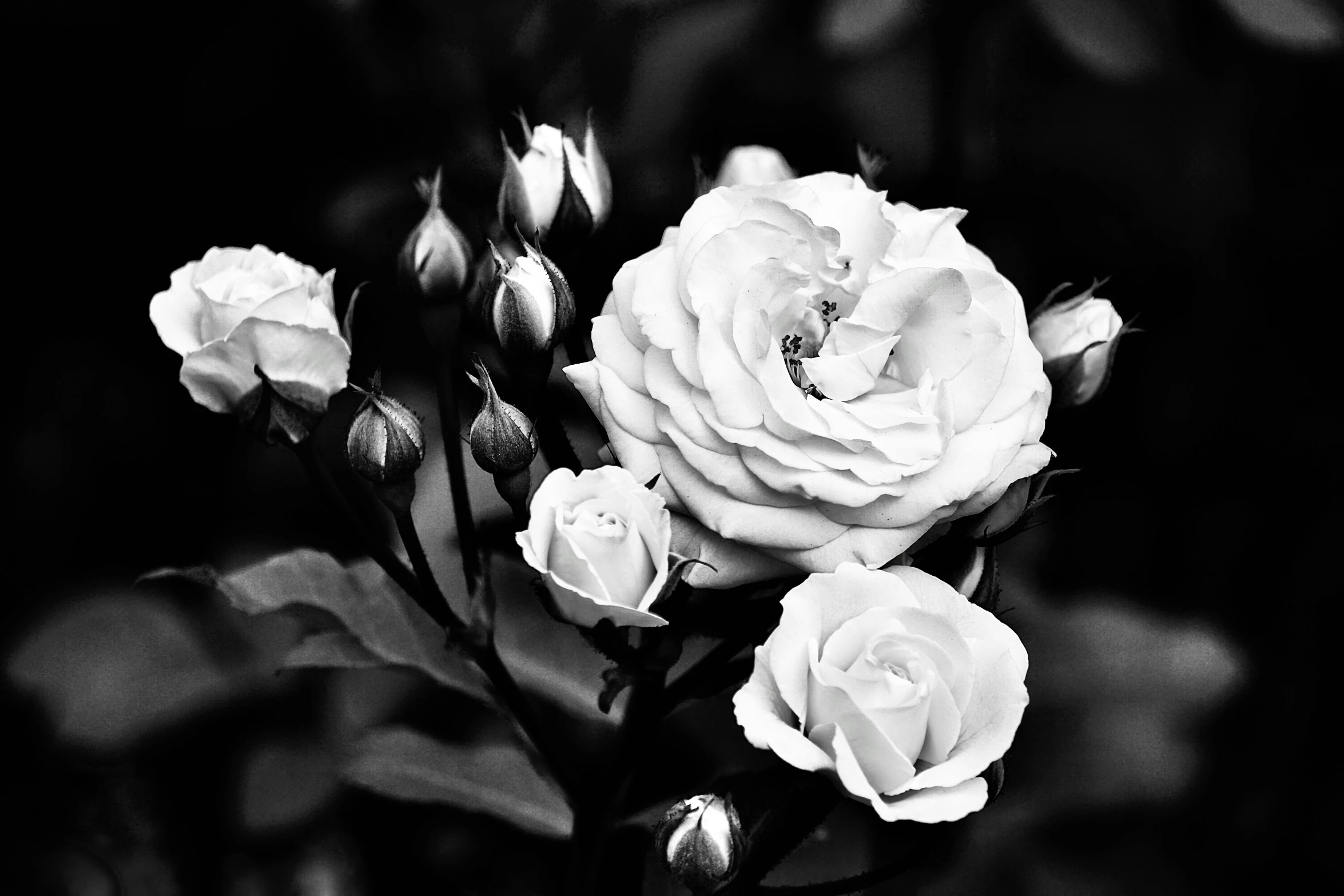 a black and white po with three white flowers