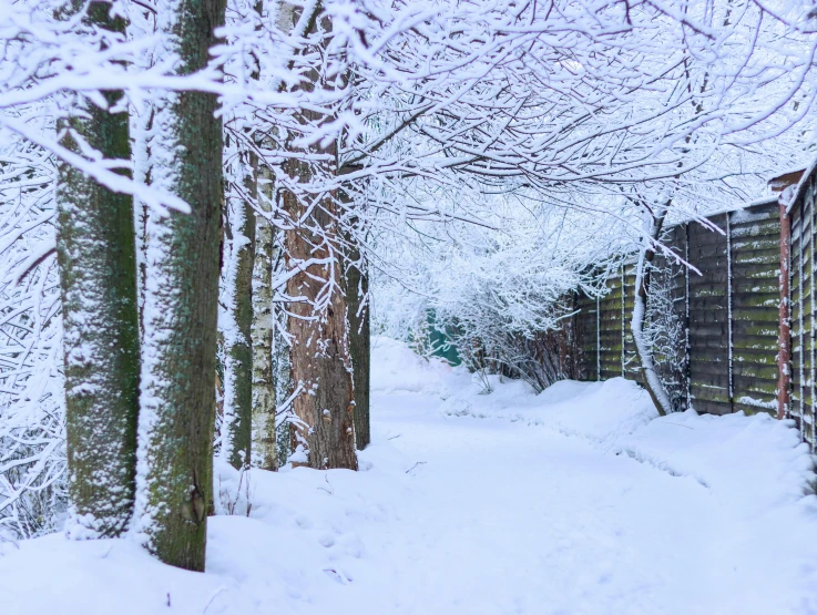 a pathway covered with snow next to some trees