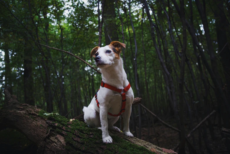 a small white dog sitting on top of a wooden log