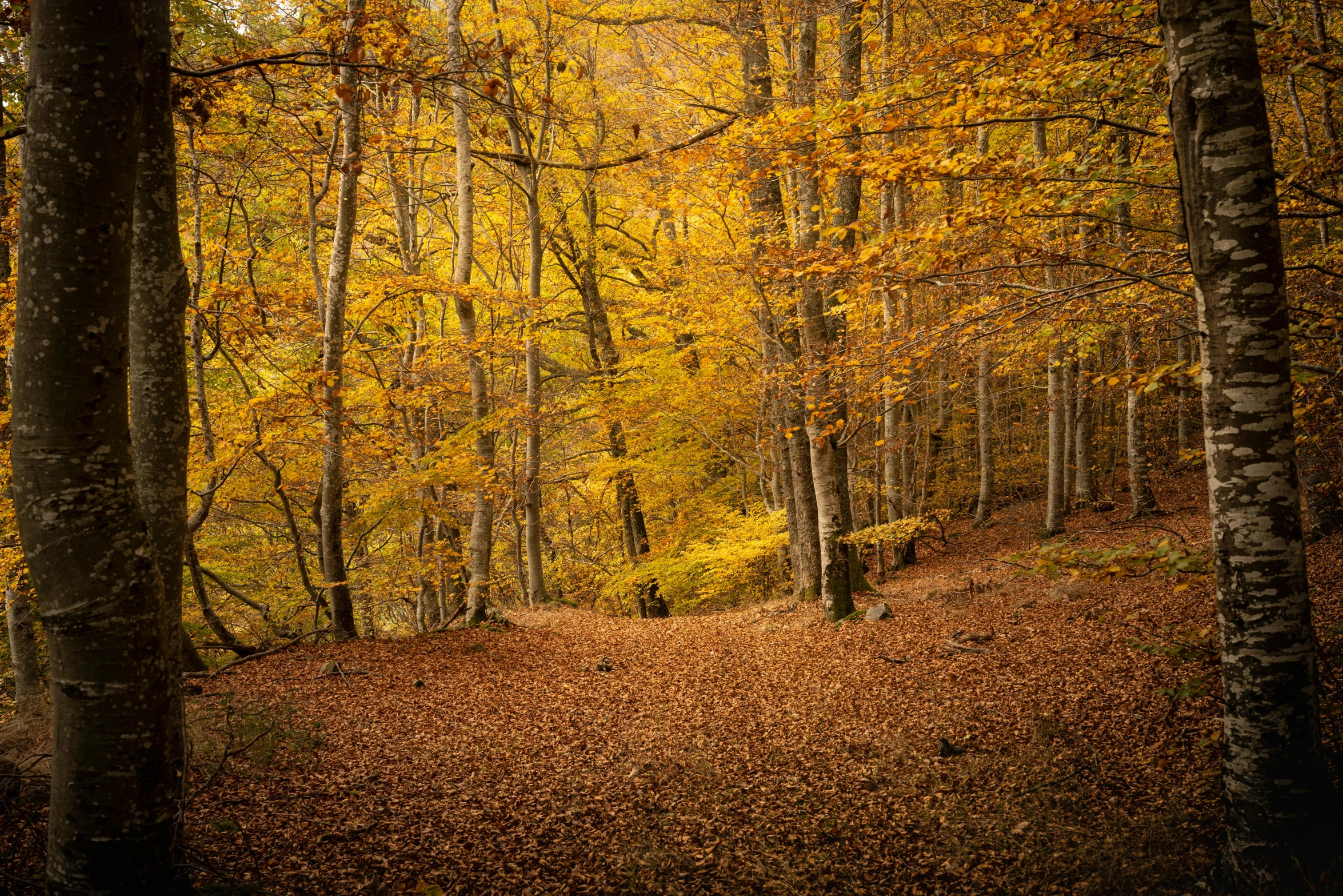 a road surrounded by trees with yellow leaves