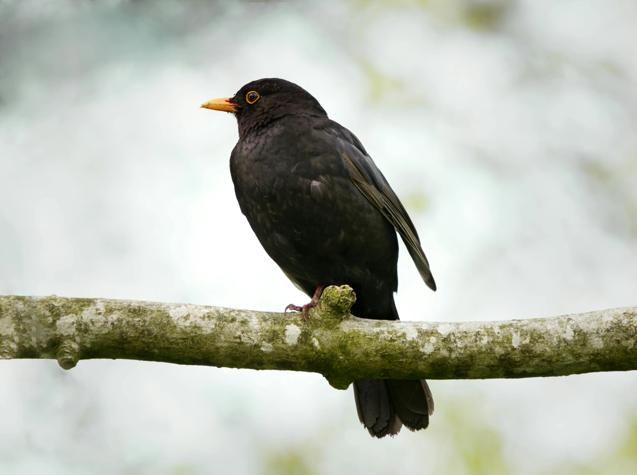 a small black bird sitting on a nch