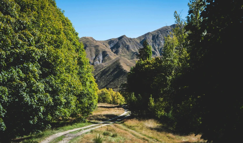 a dirt road surrounded by trees in the mountains