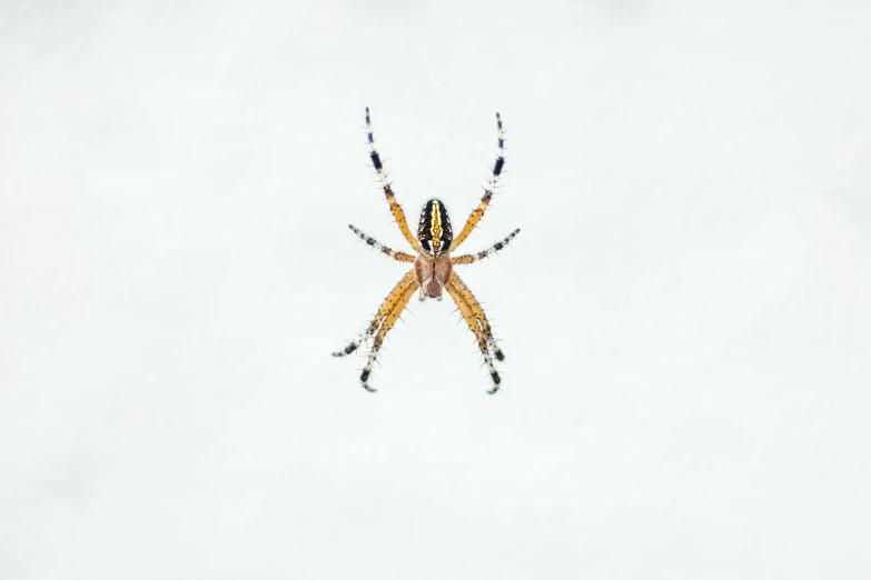 a yellow and black spider in the middle of a white background