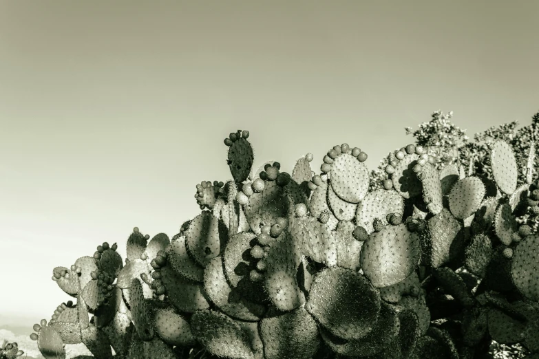 a desert scene with some cactus bushes