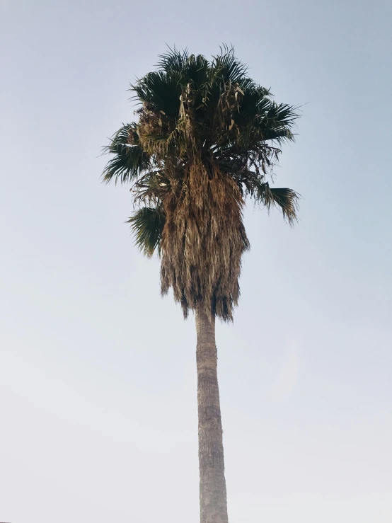 a palm tree in the middle of a clear blue sky