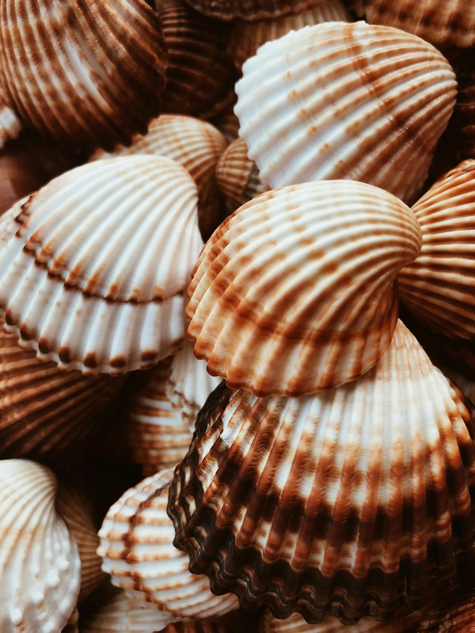 closeup of many shelled seashells grouped together