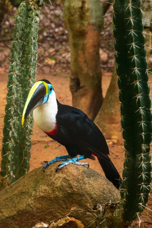 a colorful bird sits atop of a rock