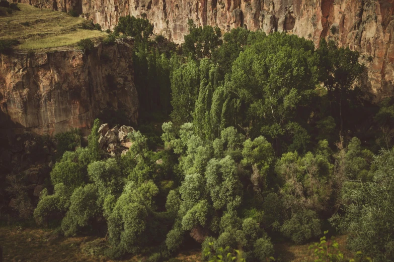 the trees and the mountains look as if they were covered in grass