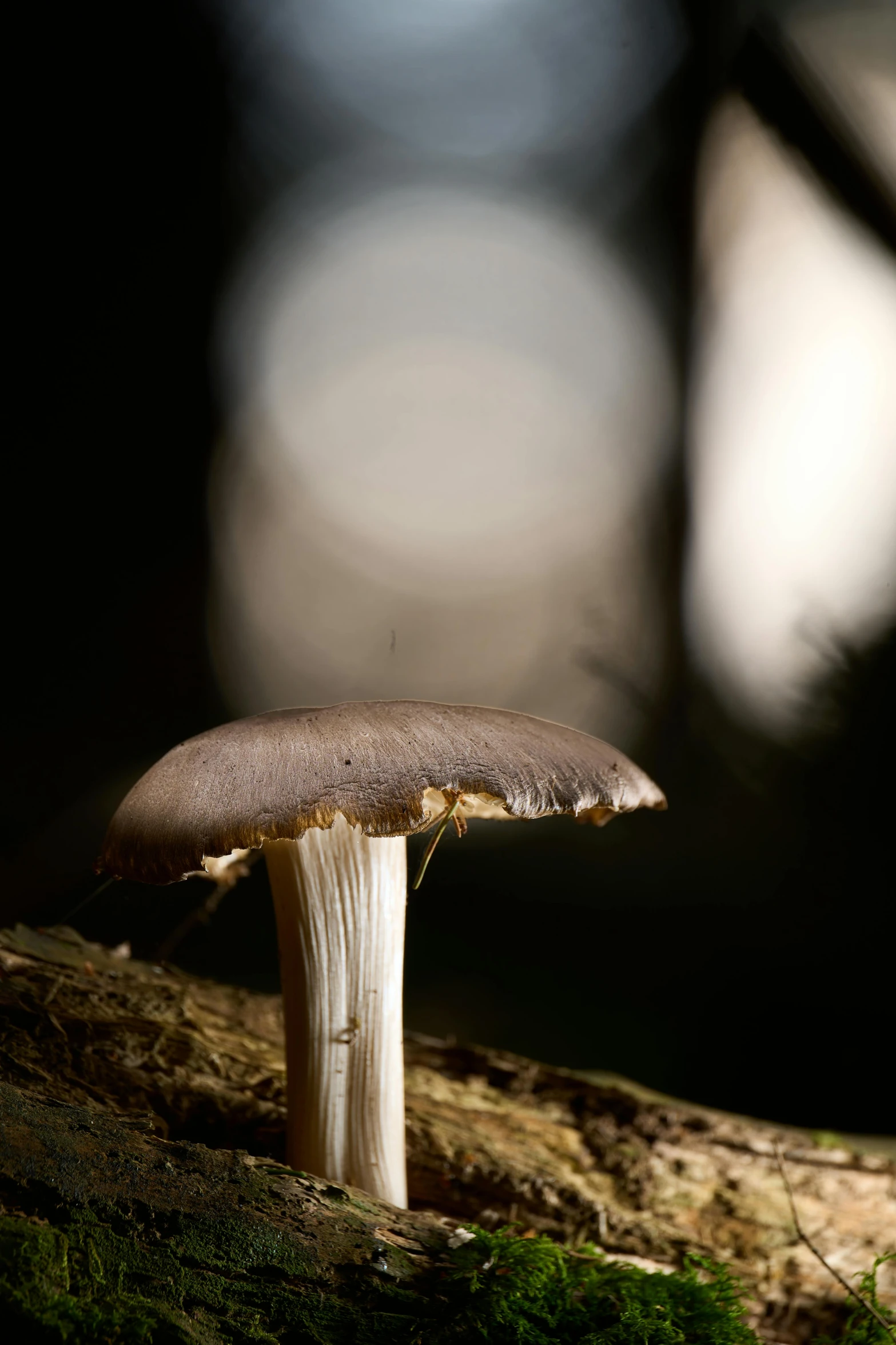 a mushroom sits on a moss covered log