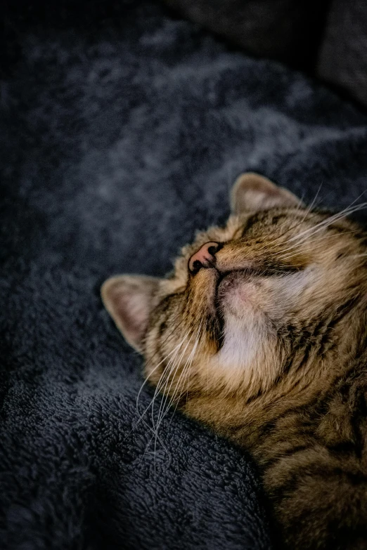 a brown and white cat laying on top of a black blanket