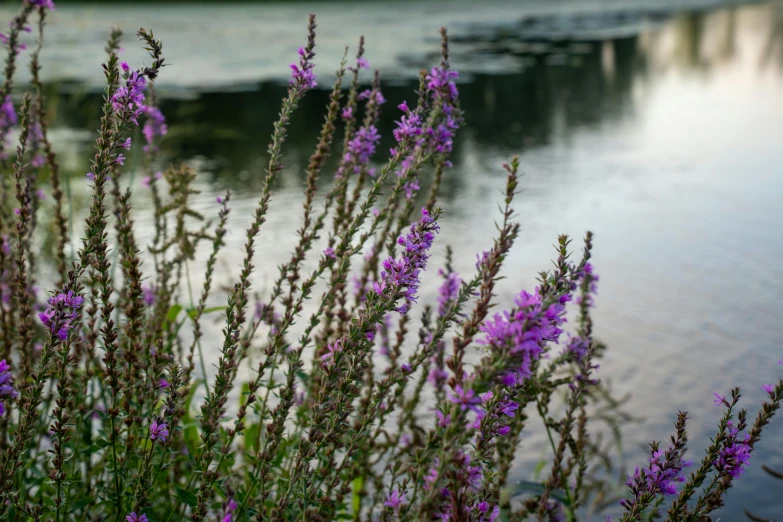 purple flowers and other weeds in front of water