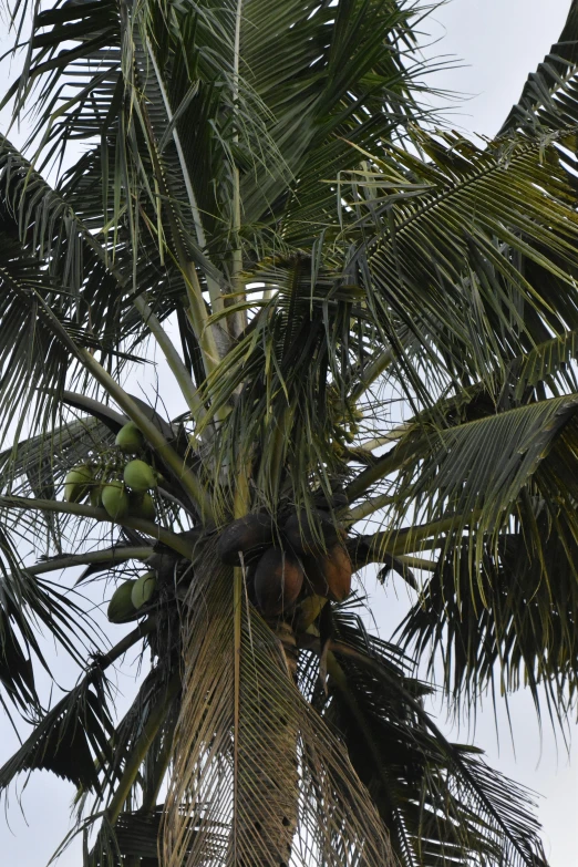 a palm tree that is standing in the air