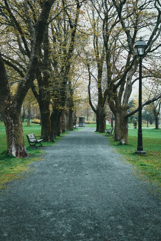 a park has a row of benches along the path