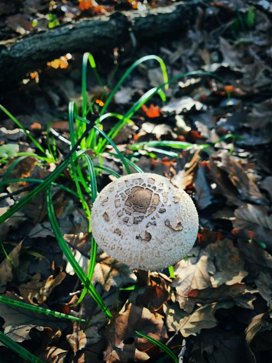 a very pretty white mushrooms sitting in the leaves