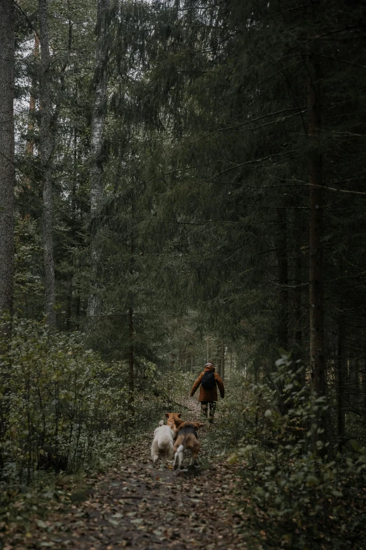 three dogs on a dirt path surrounded by trees