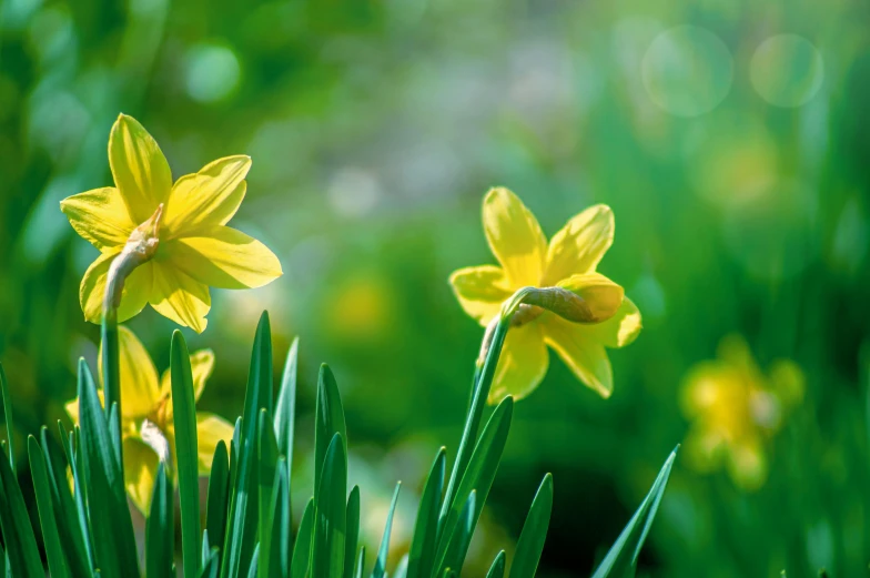 some yellow daffodils growing in a field