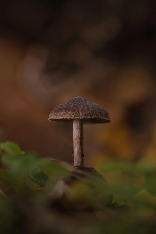 a small mushroom that is growing on a patch of green