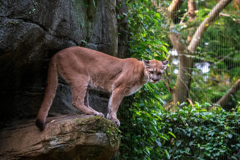 a mountain lion standing on a rock near green trees