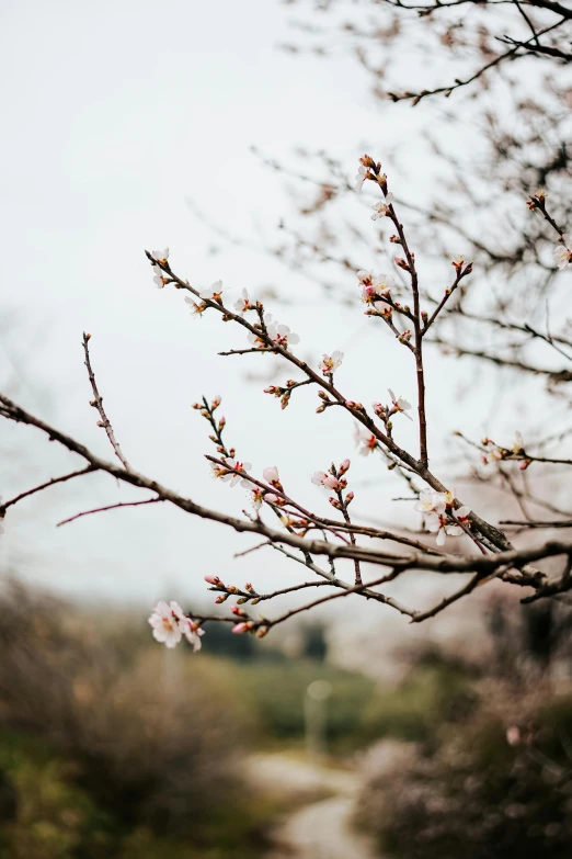 this is a picture of a tree nch with flowers in the foreground