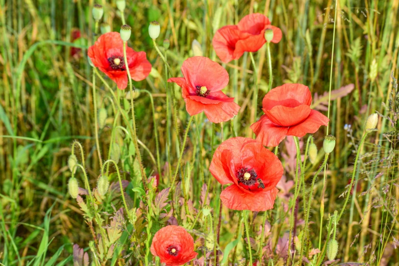 a field full of red flowers and green plants