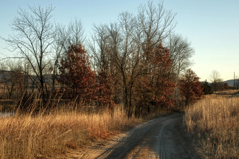 trees and dry grass near a dirt road