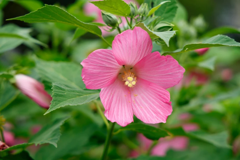 a pink flower in bloom in the middle of green leaves